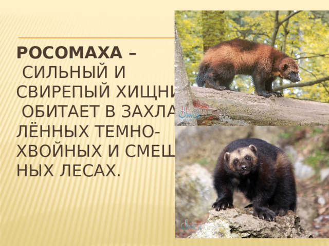 Росомаха –   сильный и  свирепый хищник.  Обитает в захлам-  лённых темно-  хвойных и смешан-  ных лесах.   