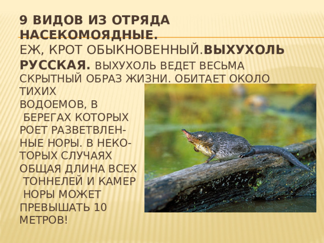 9 видов из отряда Насекомоядные.  Еж, крот обыкновенный. Выхухоль русская.  Выхухоль ведет весьма скрытный образ жизни. Обитает около тихих  водоемов, в  берегах которых  роет разветвлен-  ные норы. В неко-  торых случаях  общая длина всех  тоннелей и камер  норы может  превышать 10  метров! 