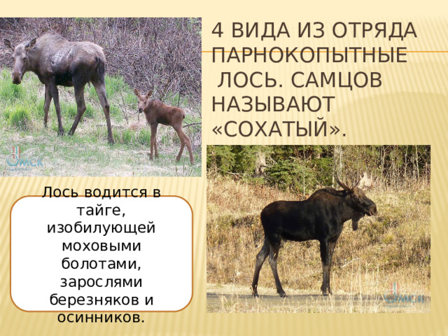 4 вида из отряда Парнокопытные  Лось. Самцов называют «Сохатый».   Лось водится в тайге, изобилующей моховыми болотами, зарослями березняков и осинников. 