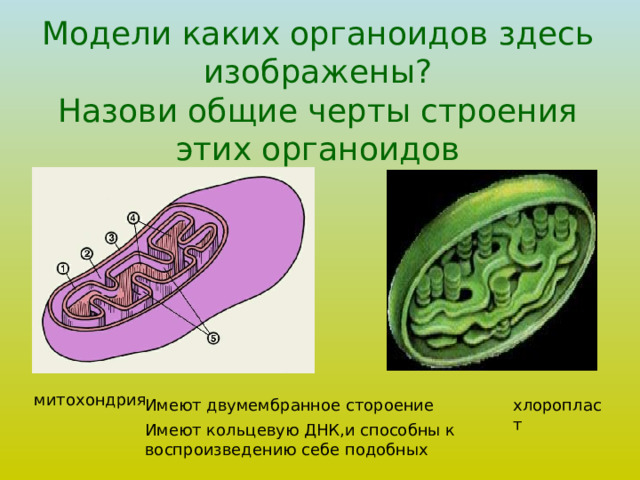 Модели каких органоидов здесь изображены?  Назови общие черты строения этих органоидов Имеют двумембранное стороение Имеют кольцевую ДНК,и способны к воспроизведению себе подобных 