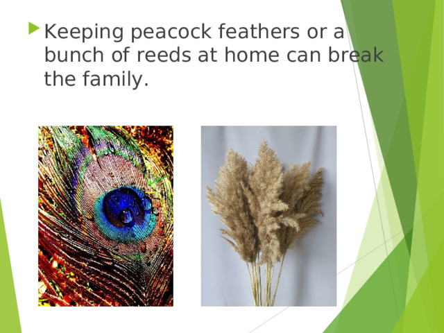Keeping peacock feathers or a bunch of reeds at home can break the family. 
