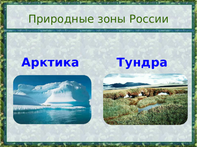 Природные зоны России Арктика Тундра 