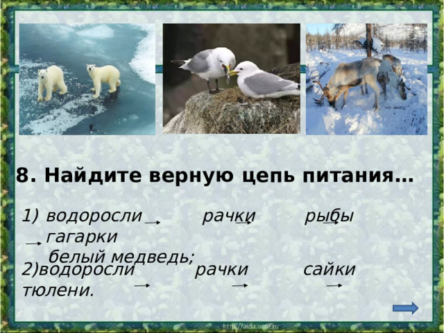 8. Найдите верную цепь питания… водоросли рачки рыбы гагарки  белый медведь; 2)водоросли рачки сайки тюлени.  