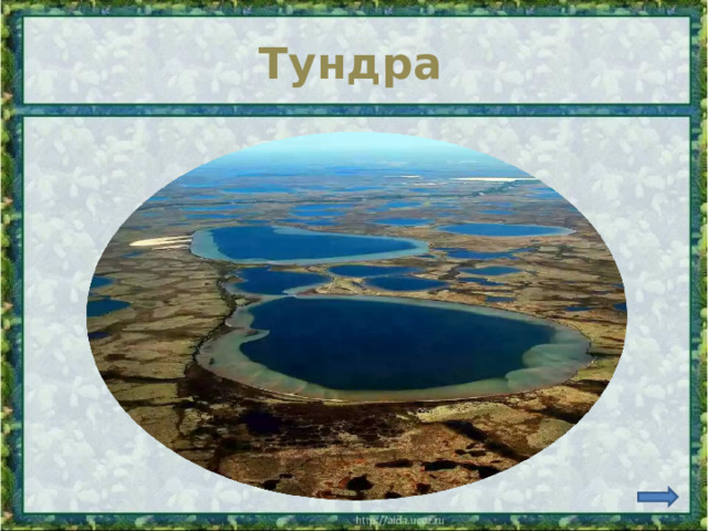 Тундра 