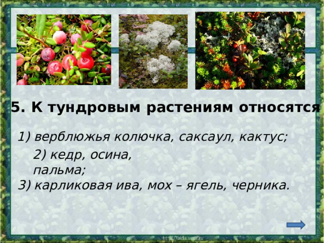 5. К тундровым растениям относятся 1) верблюжья колючка, саксаул, кактус; 2) кедр, осина, пальма; 3) карликовая ива, мох – ягель, черника. 