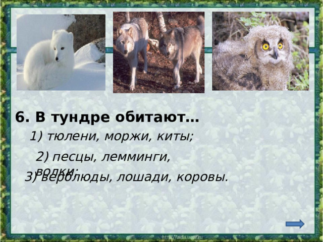 6. В тундре обитают… 1) тюлени, моржи, киты; 2) песцы, лемминги, волки; 3) верблюды, лошади, коровы. 