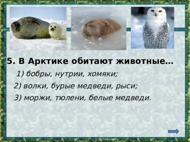 5. В Арктике обитают животные… 1) бобры, нутрии, хомяки; 2) волки, бурые медведи, рыси; 3) моржи, тюлени, белые медведи. 