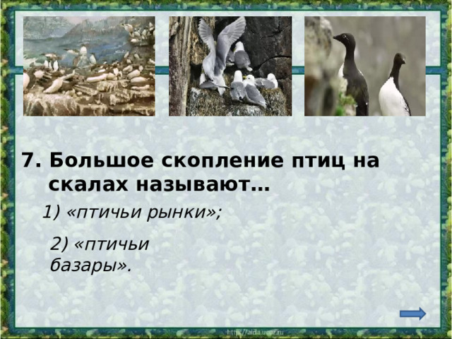 7. Большое скопление птиц на  скалах называют… 1) «птичьи рынки»; 2) «птичьи базары». 