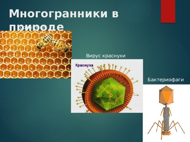 Многогранники в природе Соты пчел Вирус краснухи Бактериофаги 