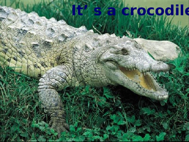 It’ s a crocodile. 