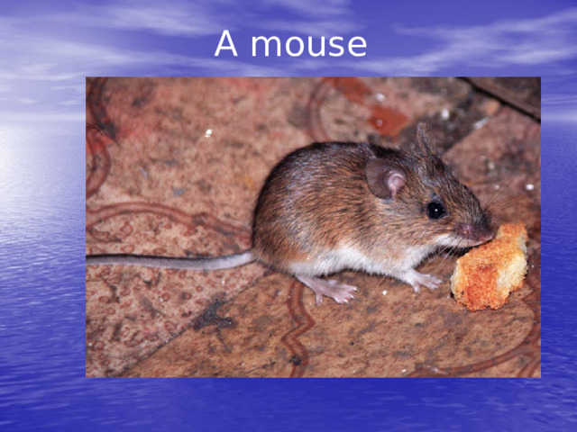 A mouse 