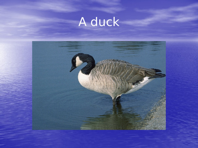 A duck 