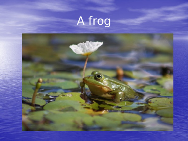 A frog 