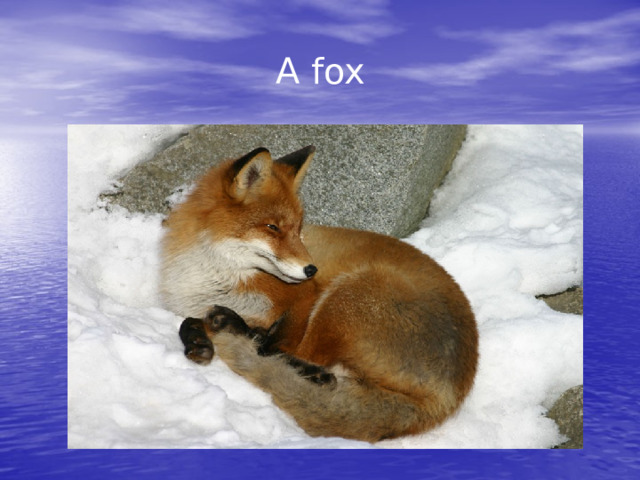 A fox 