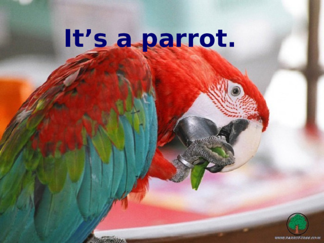 It’s a parrot. 