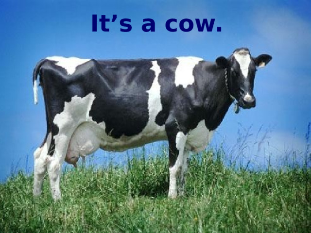 It’s a cow. 