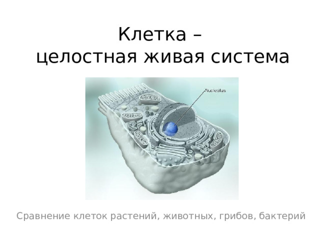 Клетка –  целостная живая система Сравнение клеток растений, животных, грибов, бактерий 