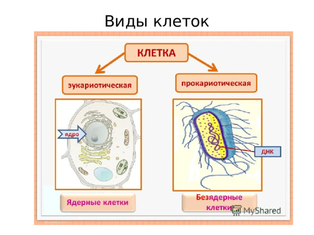 Виды клеток 