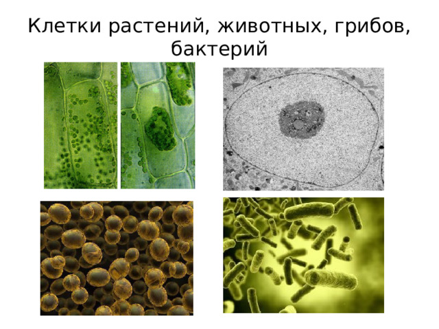 Клетки растений, животных, грибов, бактерий 