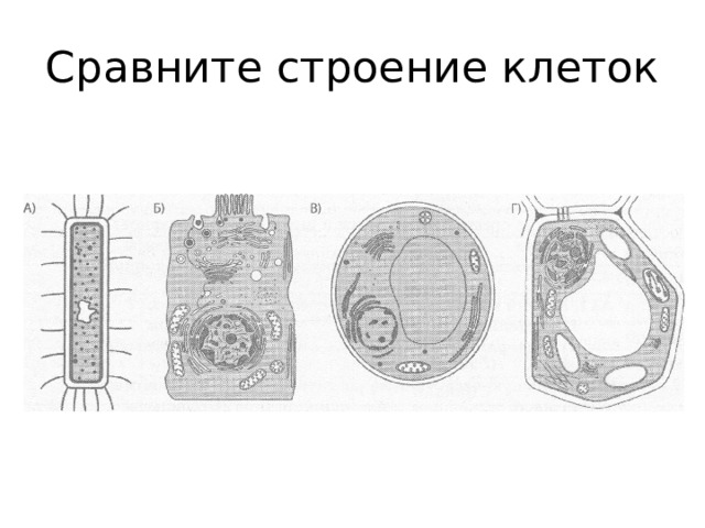 Сравните строение клеток 