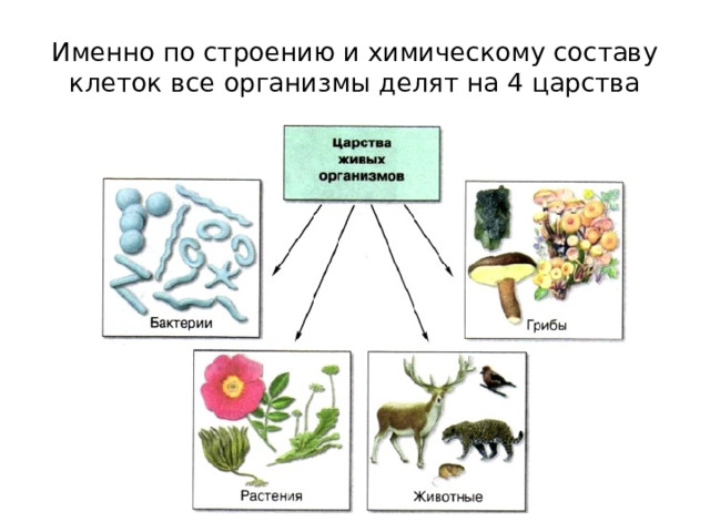 Именно по строению и химическому составу клеток все организмы делят на 4 царства 