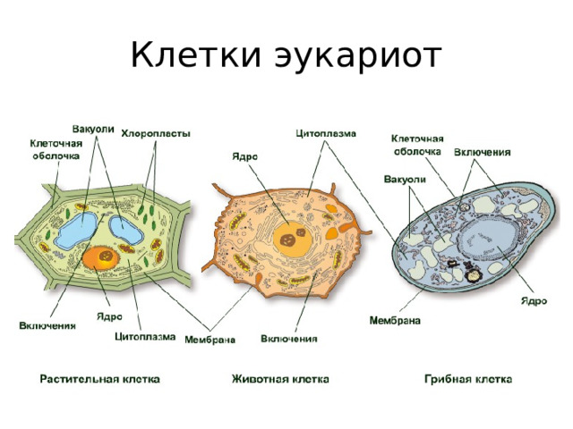 Клетки эукариот 