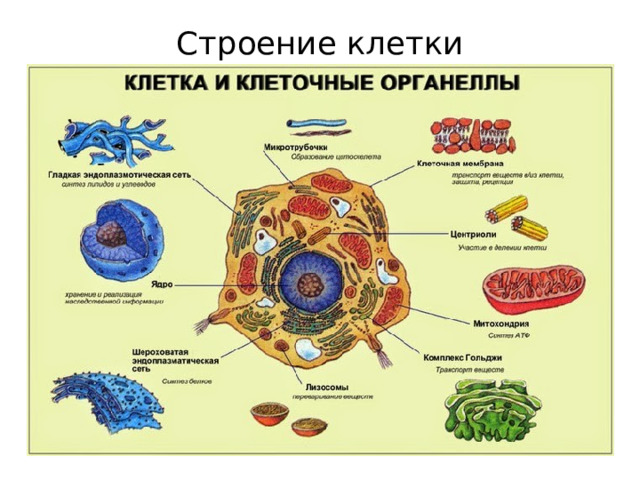 Строение клетки 