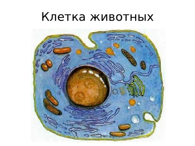 Клетка животных 