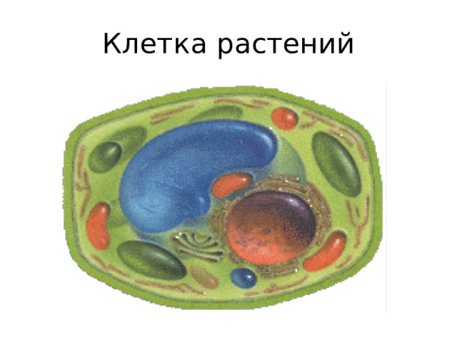 Клетка растений 