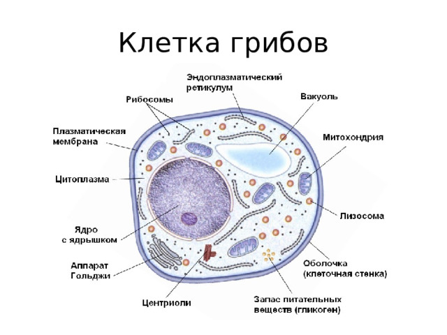 Клетка грибов 