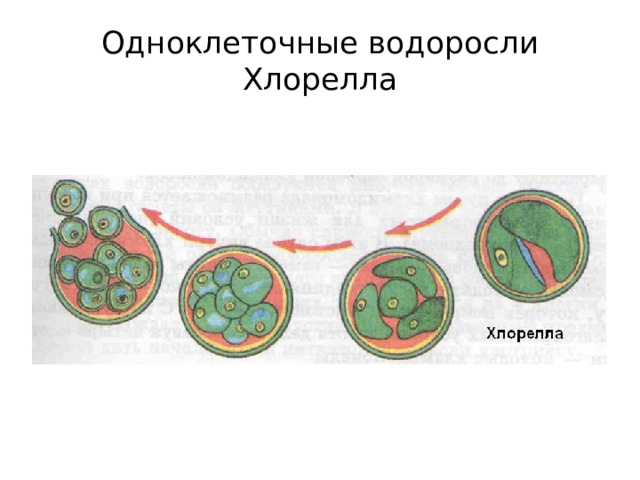 Одноклеточные водоросли  Хлорелла 