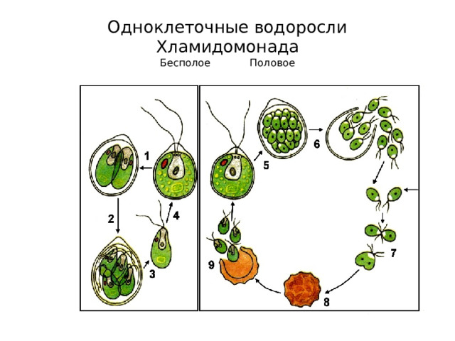 Одноклеточные водоросли  Хламидомонада  Бесполое Половое 