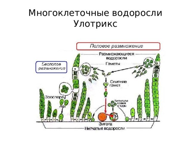 Многоклеточные водоросли  Улотрикс 