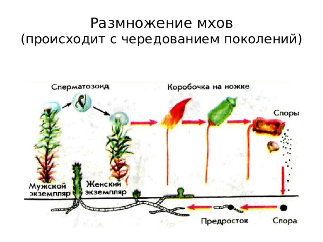 Размножение мхов  (происходит с чередованием поколений) 