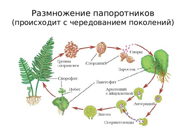 Размножение папоротников  (происходит с чередованием поколений) 