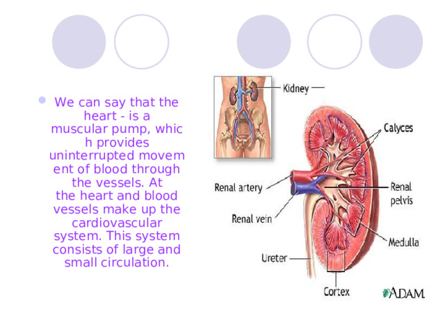 We can say that the heart - is a muscular pump, which provides  uninterrupted movement of blood through the vessels. At the heart and blood vessels make up the cardiovascular system. This system consists of large and small circulation. 