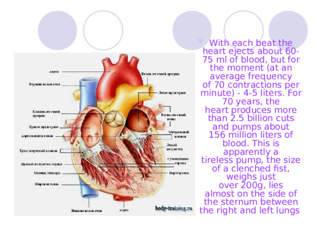 With each beat the heart ejects about 60-75 ml of blood, but for the  moment (at an average frequency of 70 contractions per minute) - 4-5 liters. For 70 years, the heart produces more than 2.5 billion cuts and pumps about 156 million liters of blood. This is apparently a tireless pump, the size of a clenched fist, weighs just over 200g, lies almost on the side of the sternum between the right and left lungs 