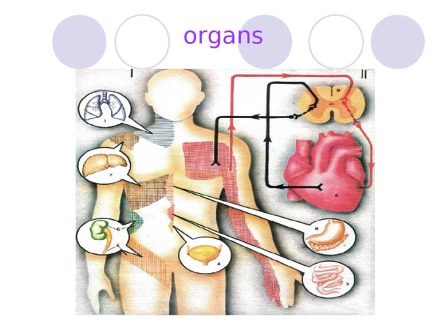 organs 
