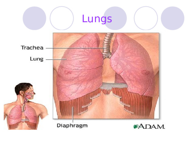 Lungs 