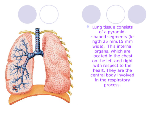 Lung tissue consists of a pyramid-shaped segments (length 25 mm,15 mm wide), This internal organs, which are located in the chest on the left and right with respect to the heart. They are the central body involved in the  respiratory process . 