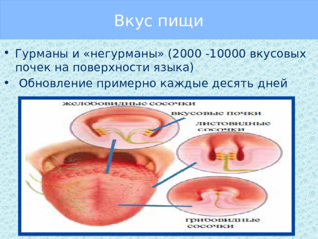 Вкус пищи Гурманы и «негурманы» (2000 -10000 вкусовых почек на поверхности языка)  Обновление примерно каждые десять дней 