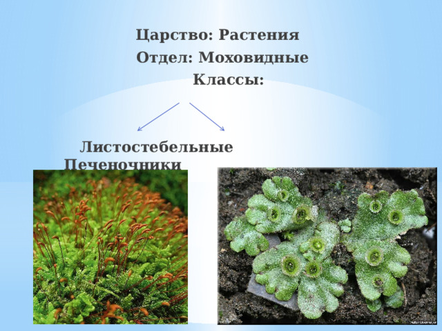  Царство: Растения  Отдел: Моховидные  Классы:    Листостебельные Печеночники 