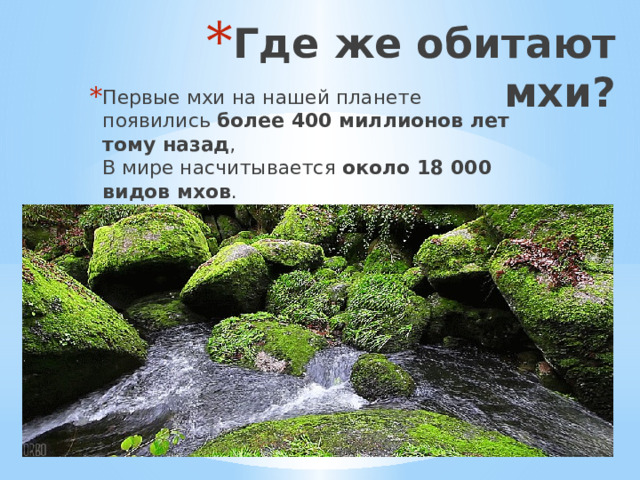 Где же обитают мхи? Первые мхи на нашей планете появились более 400 миллионов лет тому назад ,  В мире насчитывается около 18 000 видов мхов .  Бриология-наука изучающая мхи   