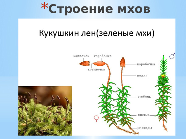 Строение мхов 