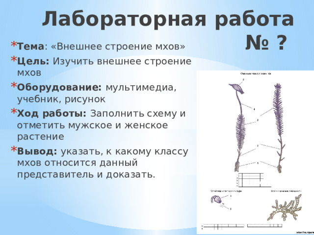 Лабораторная работа № ? Тема : «Внешнее строение мхов» Цель: Изучить внешнее строение мхов Оборудование: мультимедиа, учебник, рисунок Ход работы: Заполнить схему и отметить мужское и женское растение Вывод: указать, к какому классу мхов относится данный представитель и доказать. 