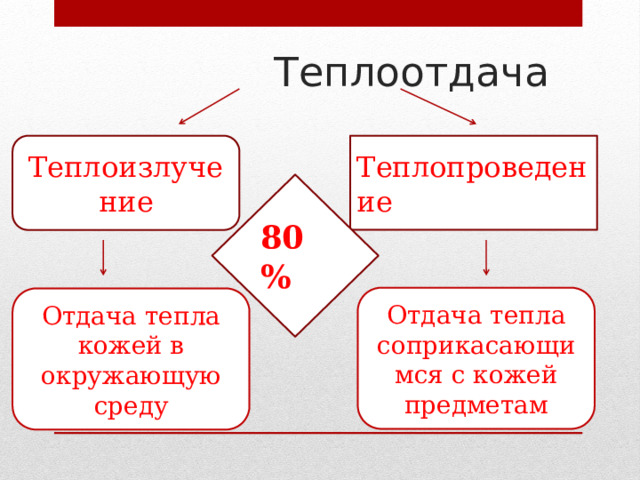  Теплоотдача   Теплопроведение Теплоизлучение 80% Отдача тепла соприкасающимся с кожей предметам Отдача тепла кожей в окружающую среду  