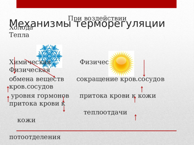 Механизмы терморегуляции При воздействии Холода Тепла Химическая Физическая Физическая обмена веществ сокращение кров.сосудов кров.сосудов  уровня гормонов притока крови к кожи притока крови к  теплоотдачи кожи  потоотделения  учащение дыхания 