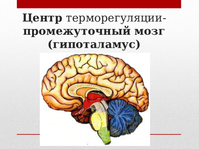 Центр терморегуляции-  промежуточный мозг  (гипоталамус) 