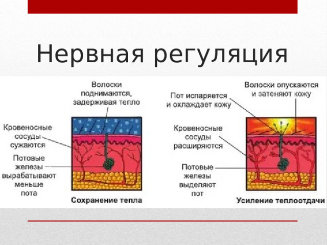 Нервная регуляция 