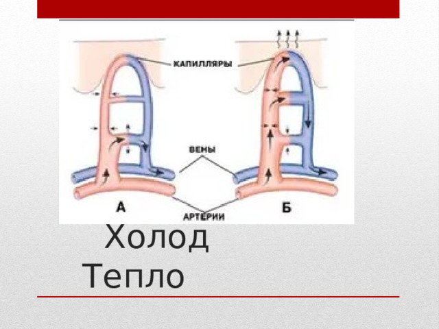  Холод Тепло 